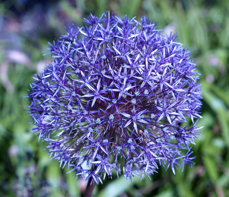 Blue Flowers Ball