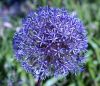 Blue Flowers Ball