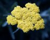 Yellow Blooms by Robert Melnyk