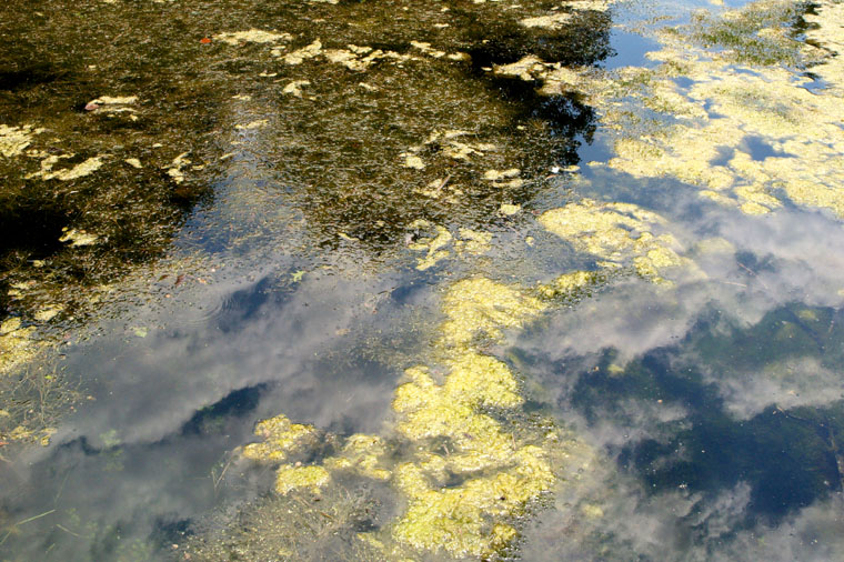 A Forest Pond (3)