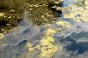A Forest Pond (3) by Robert Melnyk