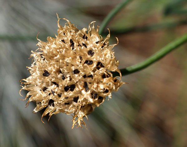 Chive Seeds