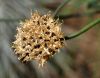 Chive Seeds by Robert Melnyk