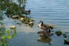 Canada Geese by Robert Melnyk