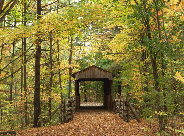 Fall Colours