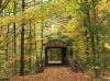 Fall Colours by Robert Melnyk