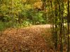 Fall Colours (2) by Robert Melnyk