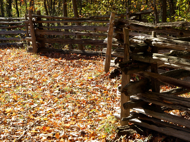 Fall Leaves