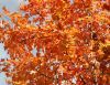 A Few More Fall Leaves by Robert Melnyk