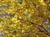 A Few More Fall Leaves (2) by Robert Melnyk