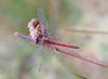 Why dragonflies don't fly too early!