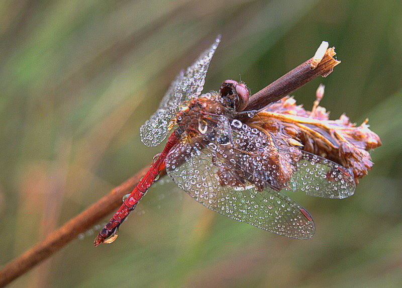 diamonds and rust