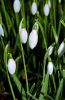 Snowdrop by Neil Pope