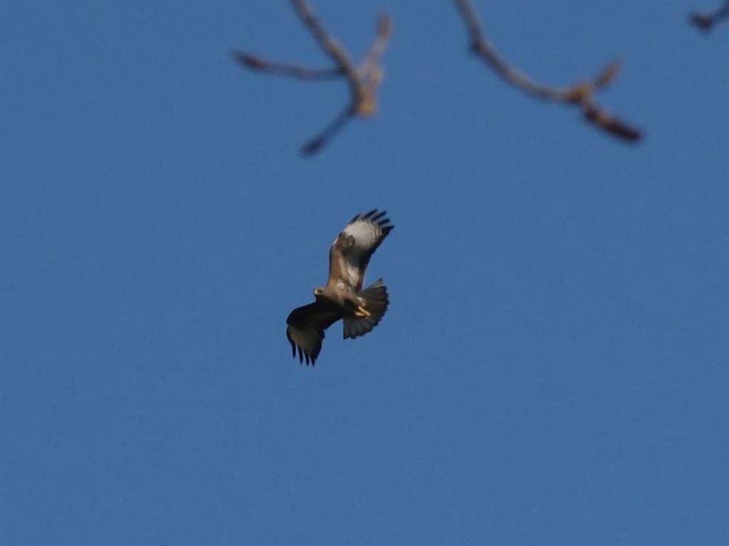 Buizerd in zweefvlucht