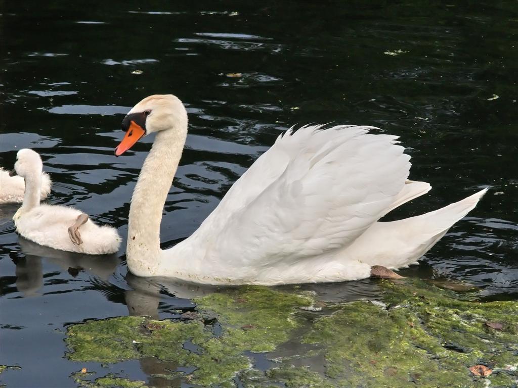 Zwaan