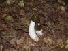 Mushroom (Phallus impudicus) by Theo van Hest