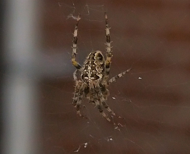 Cross spider
