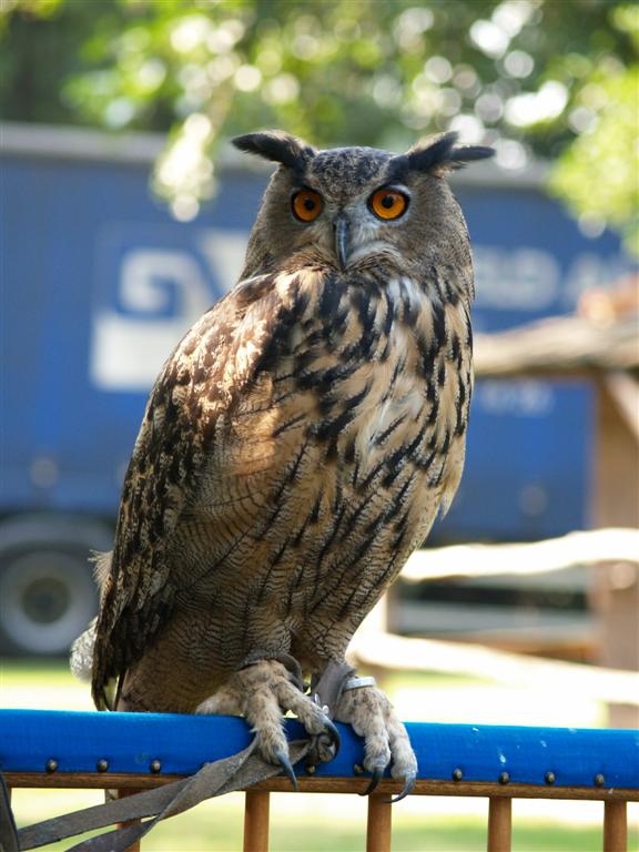 Eagle owl