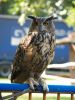 Eagle owl by Theo van Hest