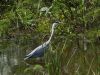 Heron on Yacht by Theo van Hest