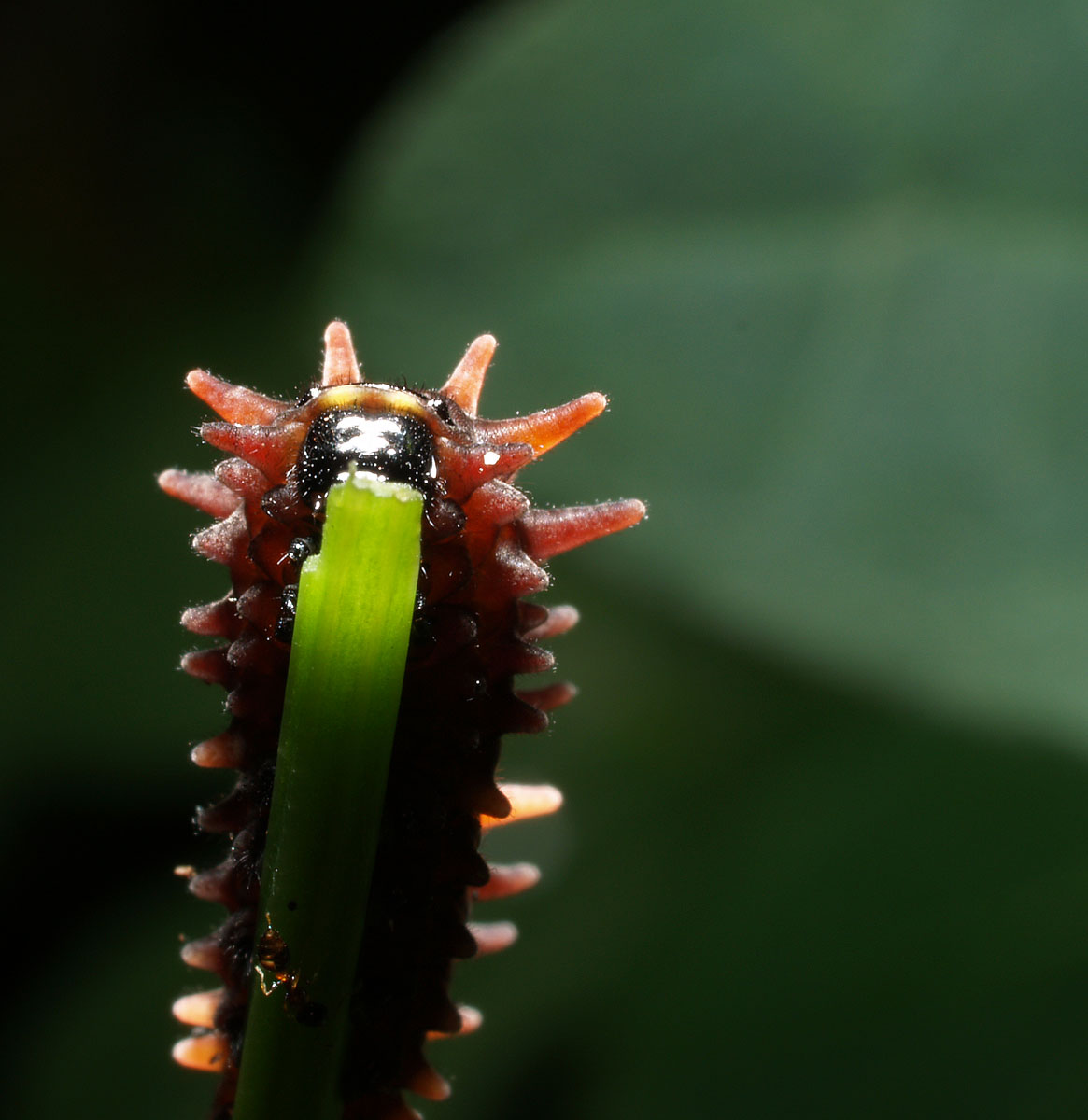 Worm#1
