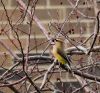 cedar waxwing
