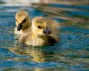 Baby Geese