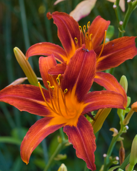 Day Lilly