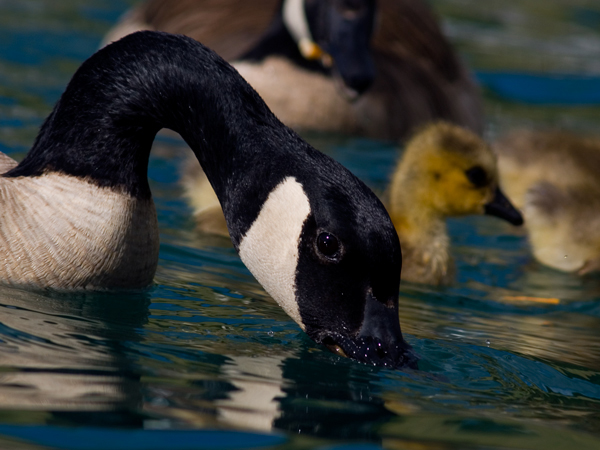 Geese Family