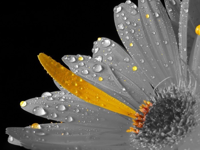 Flower!