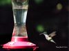 Back Yard Feeder by Denny Giacobe