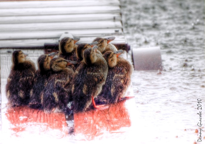 Dock Ducks