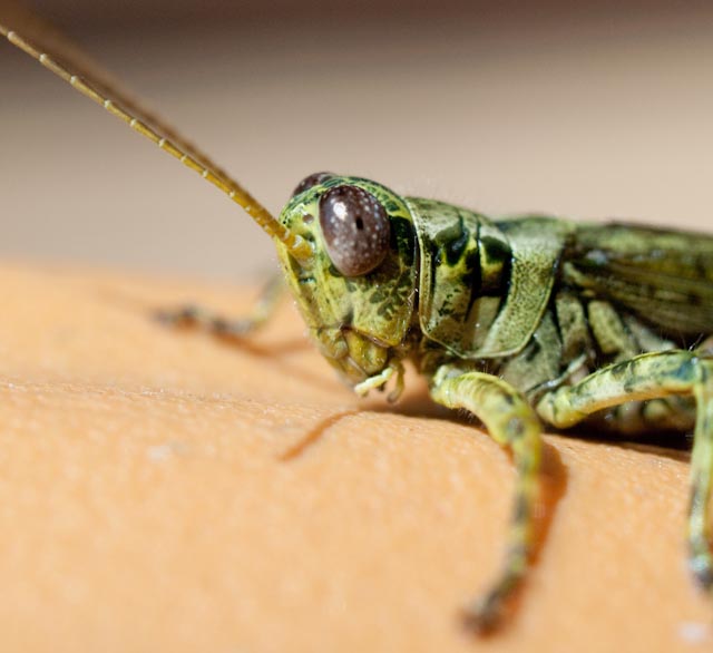 GrassHopper