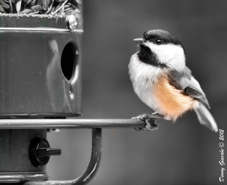 Happy Bird