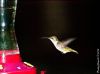 Feeding Time 2