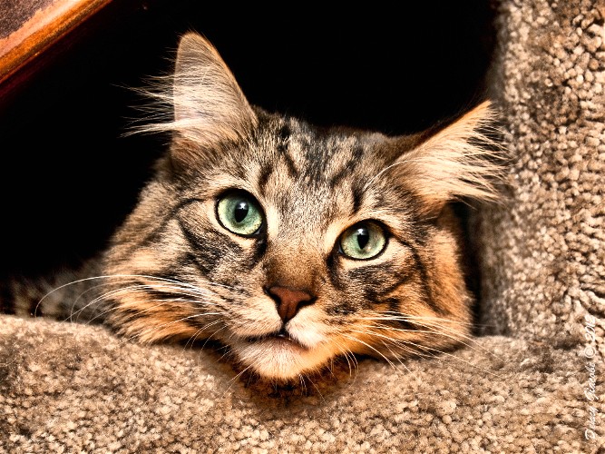 Here Kitty Kitty 2 (2)