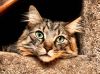 Here Kitty Kitty 2 (2)