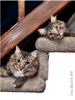 Here Kitty Kitty 2