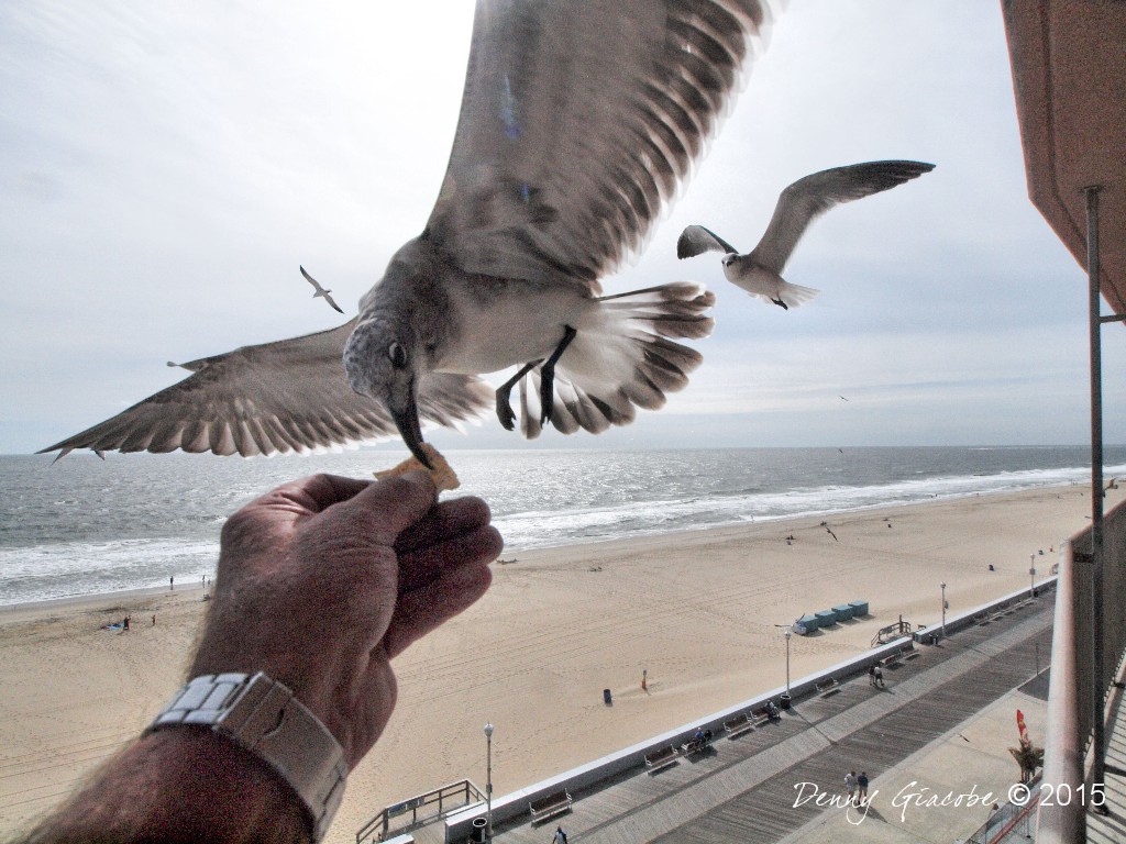Hand Feed