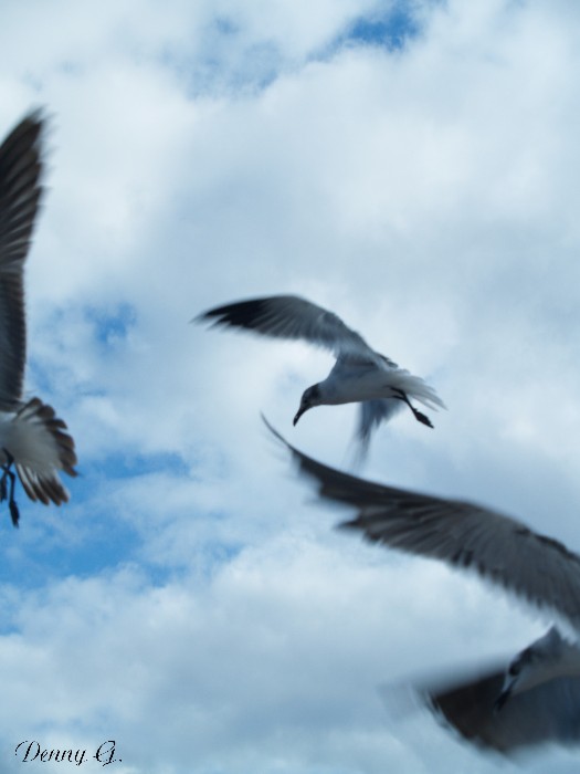 Birds
