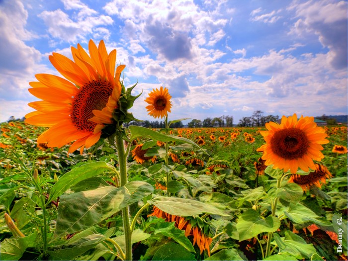Field Of Dreams3