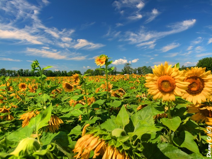 Field Of Dreams