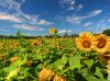 Field Of Dreams by Denny Giacobe