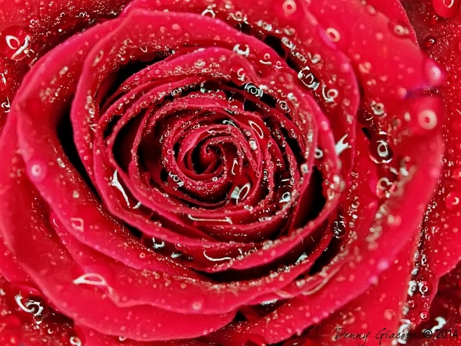 Wet Rose