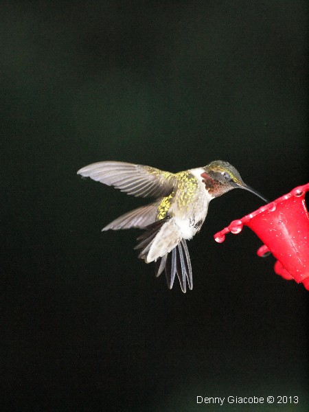 The Hummer