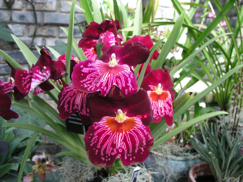 Red bloom