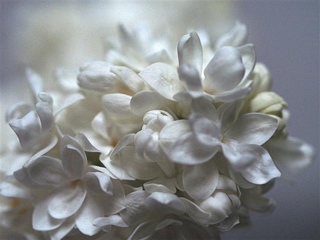 Double white lilac