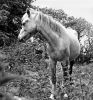 Horse by Brian Bennett