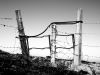 Fence Posts by Brian Bennett