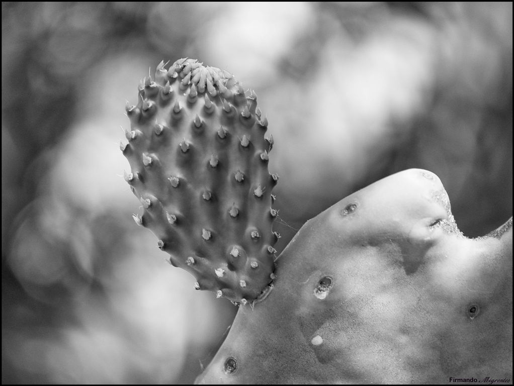 Tunos & Tuneras I